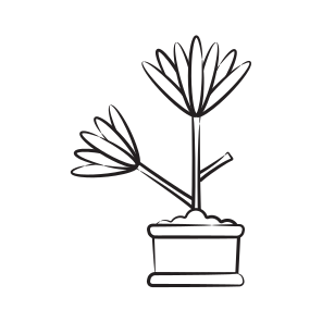 Yucca Plant icon