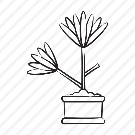 Yucca Plant preview