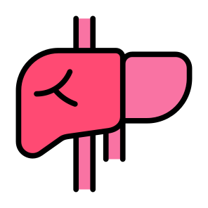 Hepatology, Liver, Anatomi, Organs, Body Parts  icon
