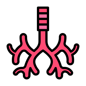 Bronchus, Body Organ, Respiratory System, Trachea, Anatomy icon