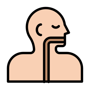 Esophagus, Human Body, Body Parts, Body Organ, Anatomy  icon