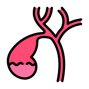 Gallbladder, Body Organ, Anatomy, Digestive System, Bile icon