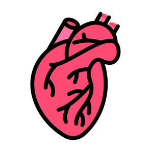 Heart, Organ, Body Parts, Anatomy, Human Body icon