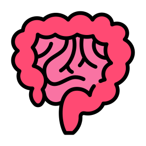 Intestine, Stomach, Bowels, Digestive System, Body Parts icon