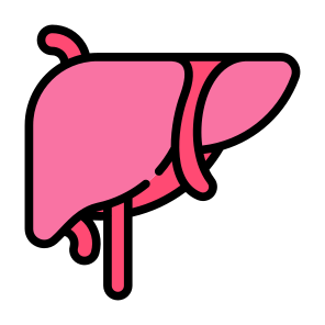 Liver, Organ, Body Organ, Anatomy, Body Part icon