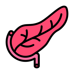 Pancreas, Human Body, Body Organ, Anatomy, Digestive System icon