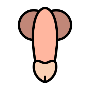 Penis, Reproductive System, Human Body, Body Parts, Anatomy icon
