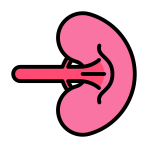 Spleen, Body Parts, Body Organ, Anatomy, Lymphatic Vessel icon
