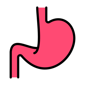 Stomach, Body Parts, Body Organ, Gastroenterology, Digestive System icon