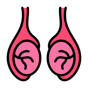 Testicles, Body Organ, Reproductive System, Balls, Anatomy icon