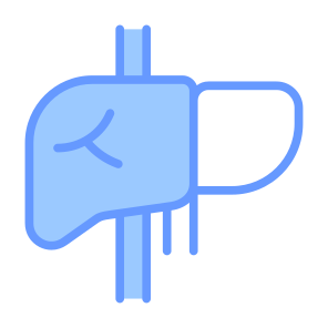 Hepatology, Liver, Anatomi, Organs, Body Parts  icon