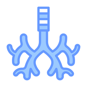 Bronchus, Body Organ, Respiratory System, Trachea, Anatomy icon