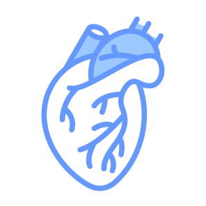 Heart, Organ, Body Parts, Anatomy, Human Body icon
