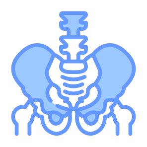 Pelvis, Bone, Skeleton, Human Body, Body Parts  icon