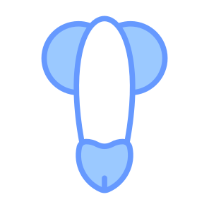 Penis, Reproductive System, Human Body, Body Parts, Anatomy icon