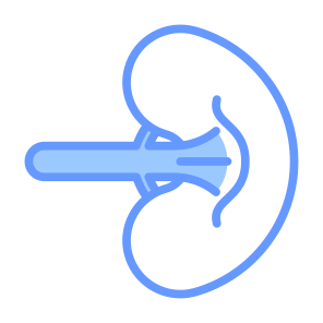 Spleen, Body Parts, Body Organ, Anatomy, Lymphatic Vessel icon