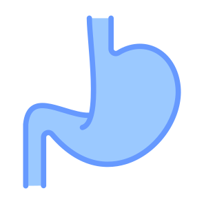 Stomach, Body Parts, Body Organ, Gastroenterology, Digestive System icon