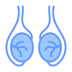 Testicles, Body Organ, Reproductive System, Balls, Anatomy icon