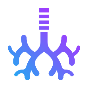 Bronchus, Body Organ, Respiratory System, Trachea, Anatomy icon