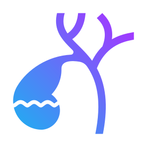 Gallbladder, Body Organ, Anatomy, Digestive System, Bile icon