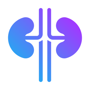 Kidneys, Urology, Human Body, Organ, Anatomy icon