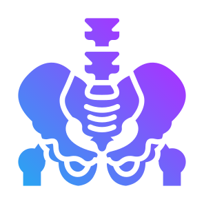 Pelvis, Bone, Skeleton, Human Body, Body Parts  icon