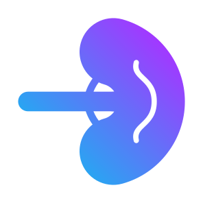 Spleen, Body Parts, Body Organ, Anatomy, Lymphatic Vessel icon