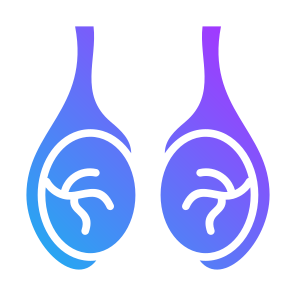 Testicles, Body Organ, Reproductive System, Balls, Anatomy icon