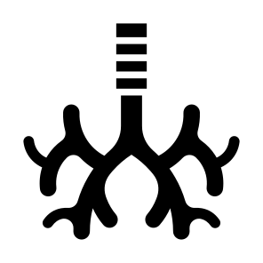 Bronchus, Body Organ, Respiratory System, Trachea, Anatomy icon