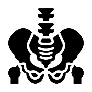 Pelvis, Bone, Skeleton, Human Body, Body Parts  icon