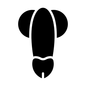 Penis, Reproductive System, Human Body, Body Parts, Anatomy icon