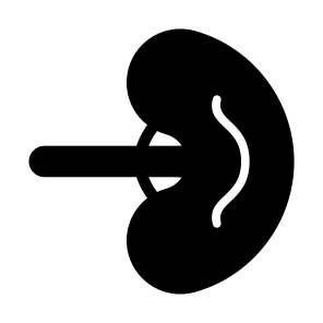 Spleen, Body Parts, Body Organ, Anatomy, Lymphatic Vessel icon