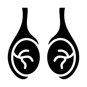 Testicles, Body Organ, Reproductive System, Balls, Anatomy icon