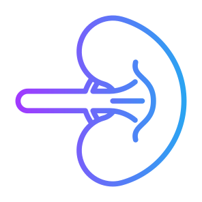Spleen, Body Parts, Body Organ, Anatomy, Lymphatic Vessel icon