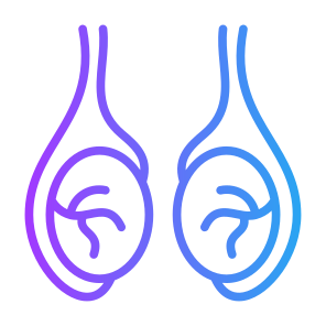 Testicles, Body Organ, Reproductive System, Balls, Anatomy icon