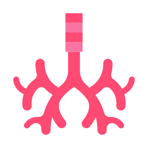 Bronchus, Body Organ, Respiratory System, Trachea, Anatomy icon