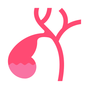 Gallbladder, Body Organ, Anatomy, Digestive System, Bile icon