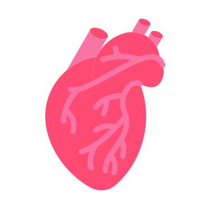 Heart, Organ, Body Parts, Anatomy, Human Body icon
