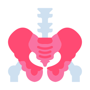 Pelvis, Bone, Skeleton, Human Body, Body Parts  icon