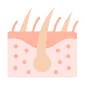 Skin, Hair, Follicle, Epidermis, Dermatology  icon