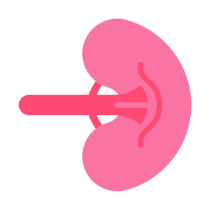 Spleen, Body Parts, Body Organ, Anatomy, Lymphatic Vessel icon