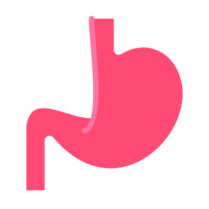 Stomach, Body Parts, Body Organ, Gastroenterology, Digestive System icon
