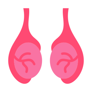 Testicles, Body Organ, Reproductive System, Balls, Anatomy icon