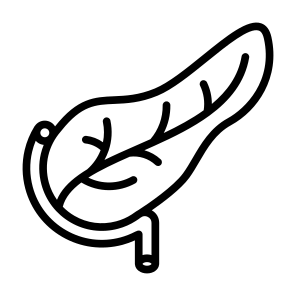 Pancreas, Human Body, Body Organ, Anatomy, Digestive System icon