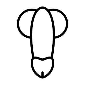 Penis, Reproductive System, Human Body, Body Parts, Anatomy icon