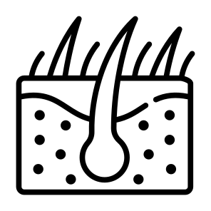 Skin, Hair, Follicle, Epidermis, Dermatology  icon