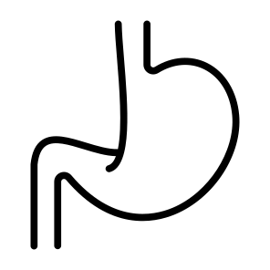 Stomach, Body Parts, Body Organ, Gastroenterology, Digestive System icon
