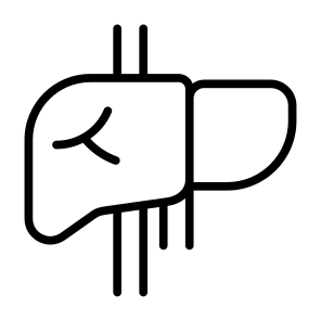 Hepatology, Liver, Anatomi, Organs, Body Parts  icon