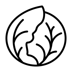 Cabbage, Vegetable, Vegetarian, Healthy Food, Food And Restaurant icon