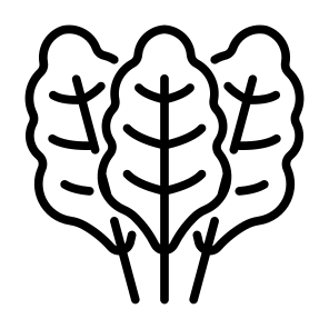 Chard, Vegetable, Vegetarian, Healthy Food, Food And Restaurant icon